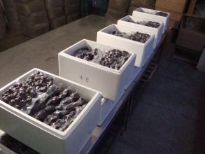 野生菌冷庫設計